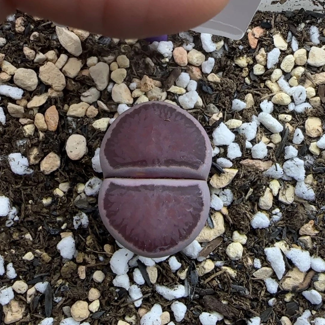紫菊母本大棚直播158