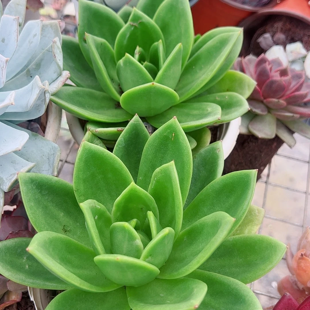 翠花大单头特价精品
