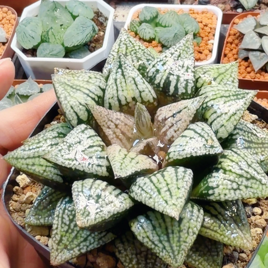 无花朵十二卷红孔雀母本开播福利