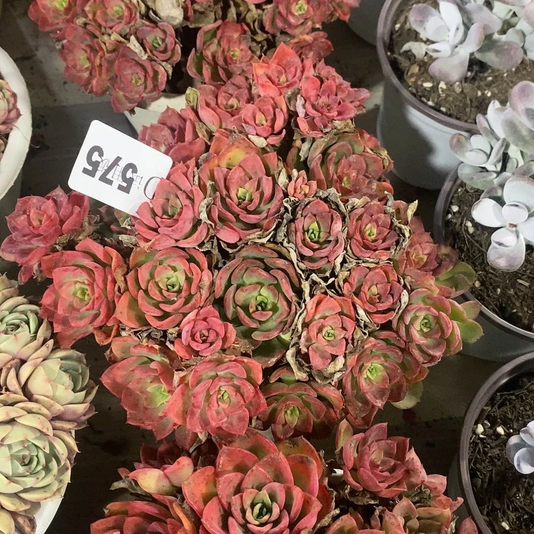 葉**…575高贵多肉植物