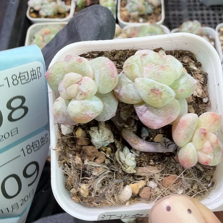 107 号到手1框江北多肉