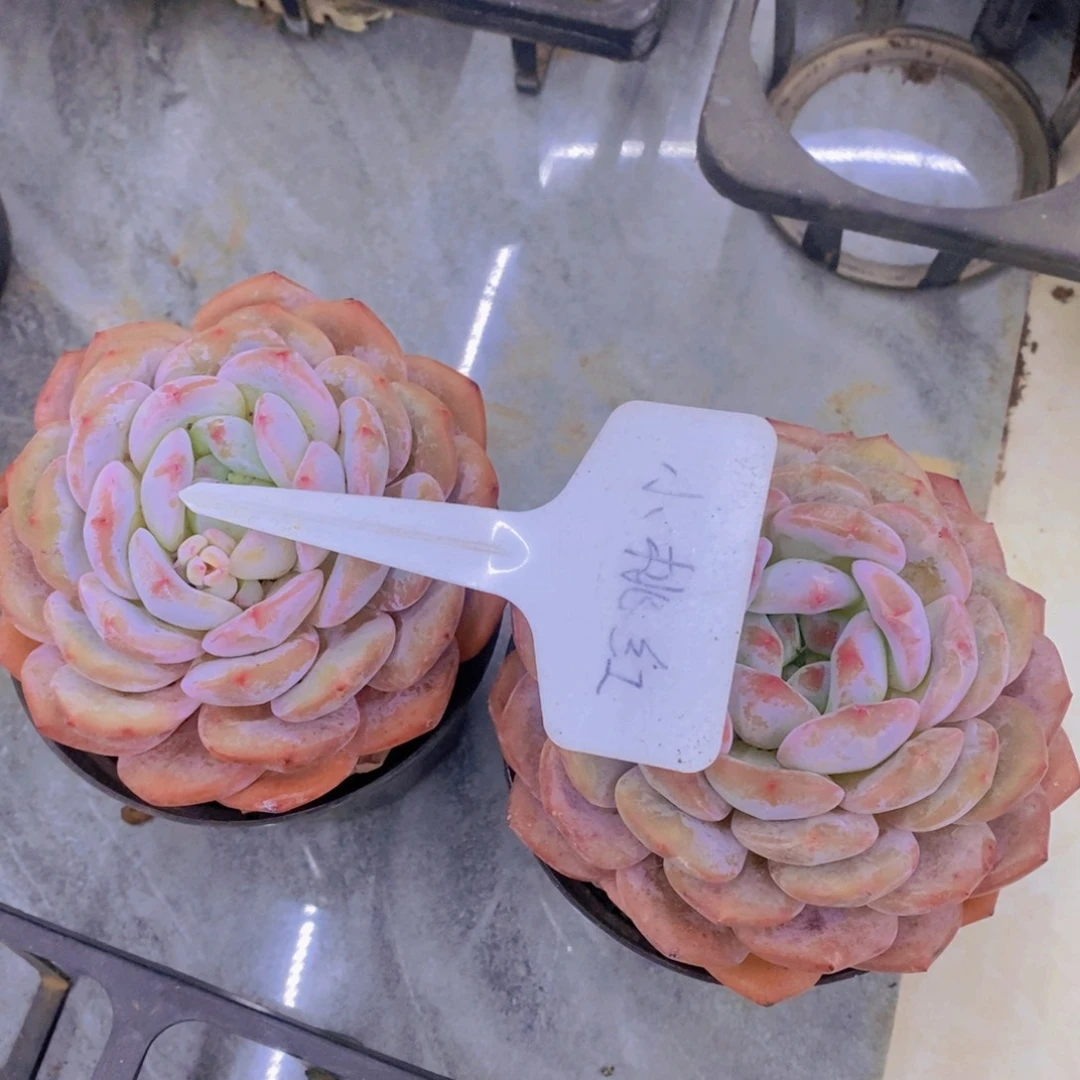 w***s开心多肉植物多肉