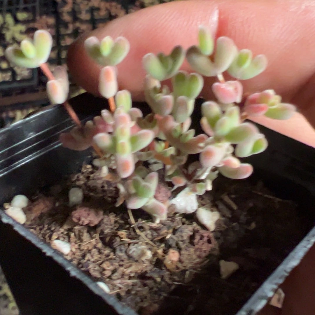 乐曲55杯老桩福利