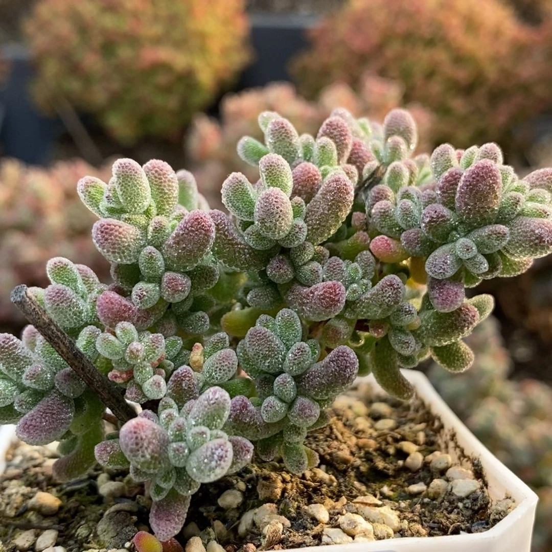 枝干优选冰晶5184枝干番杏