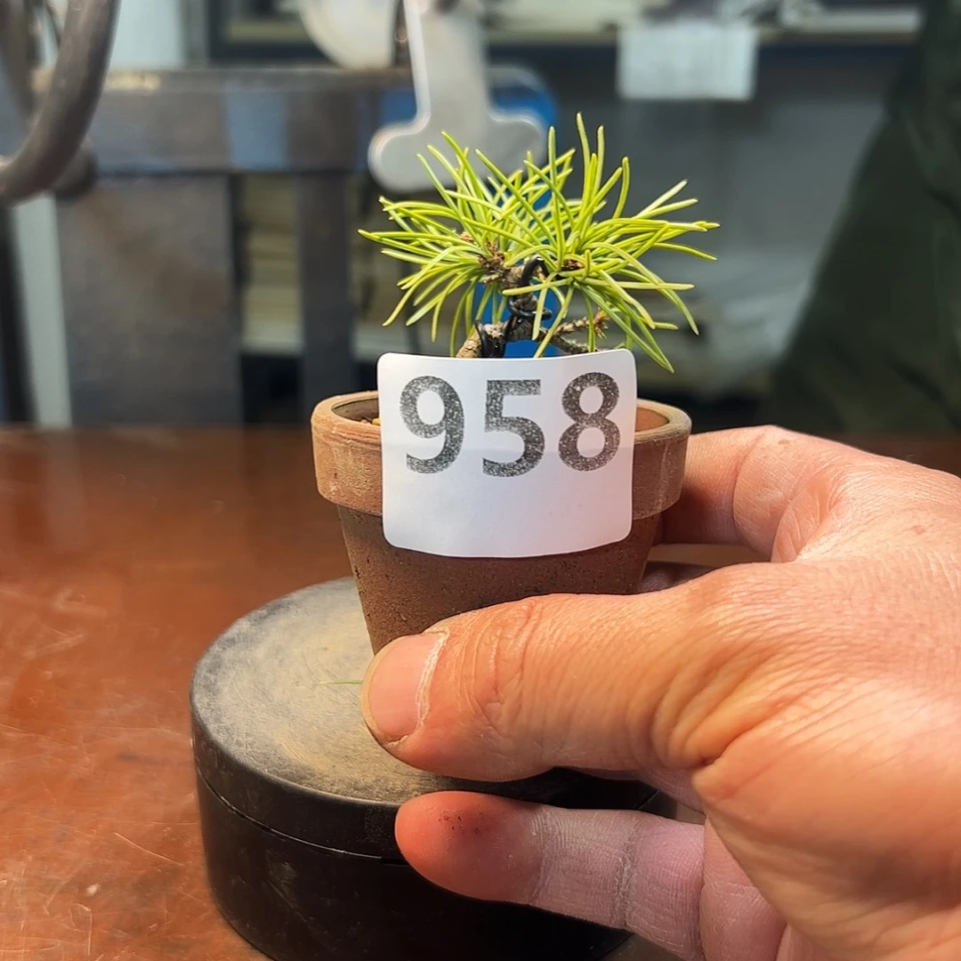 无花朵健健康康快快乐乐