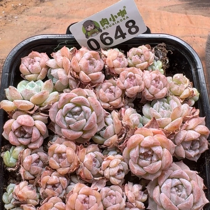 当前无花朵，栽培后可花朵多肉植物多肉植物