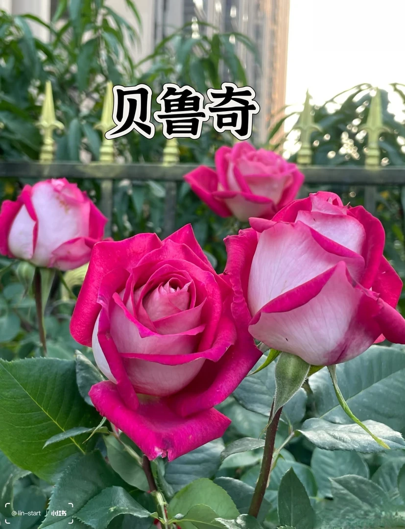 【莫妮卡贝鲁奇】芊喜花园精选月季  切花勤花适应性强  实生根接苗