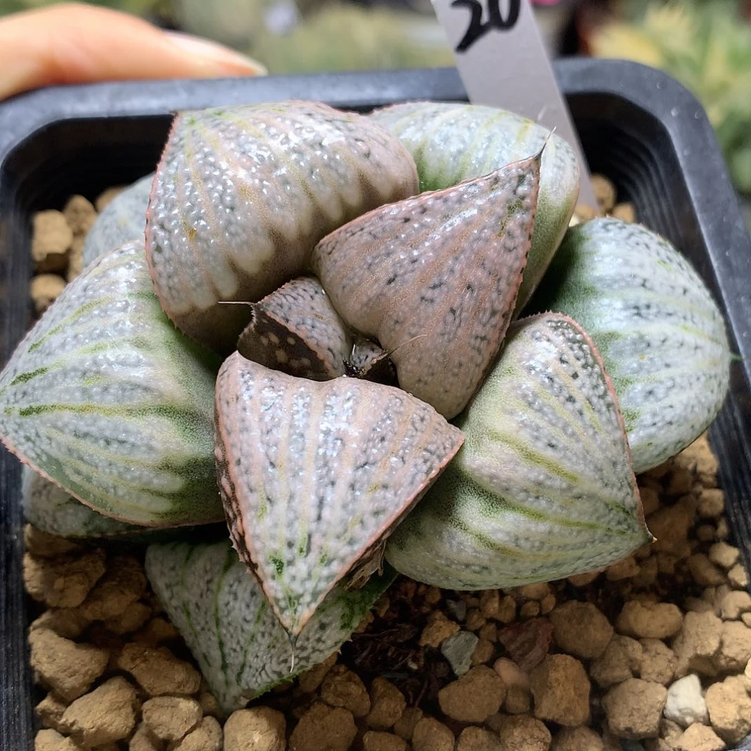 泰姬陵青蟹带盆土发货