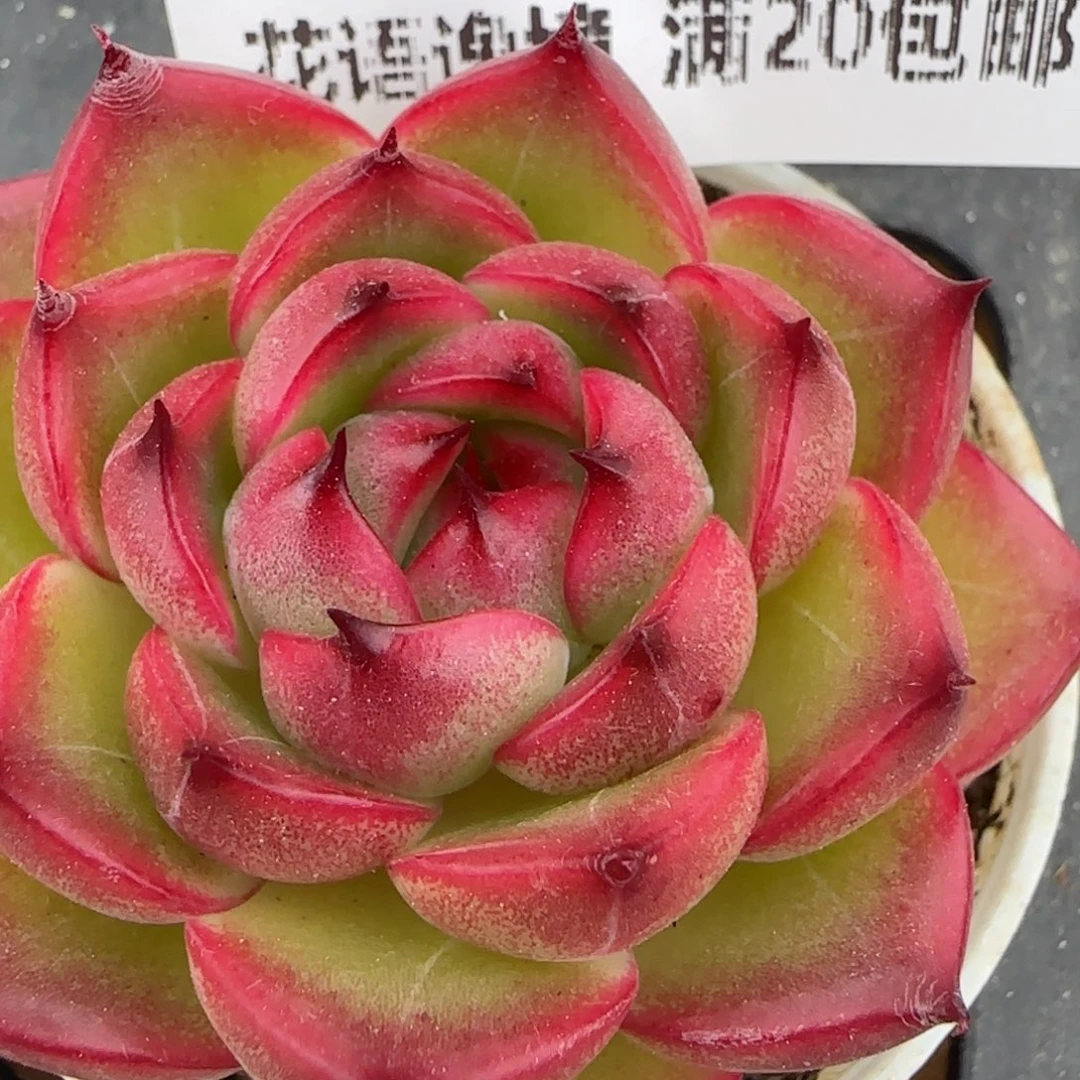 花语逸镜0204-355