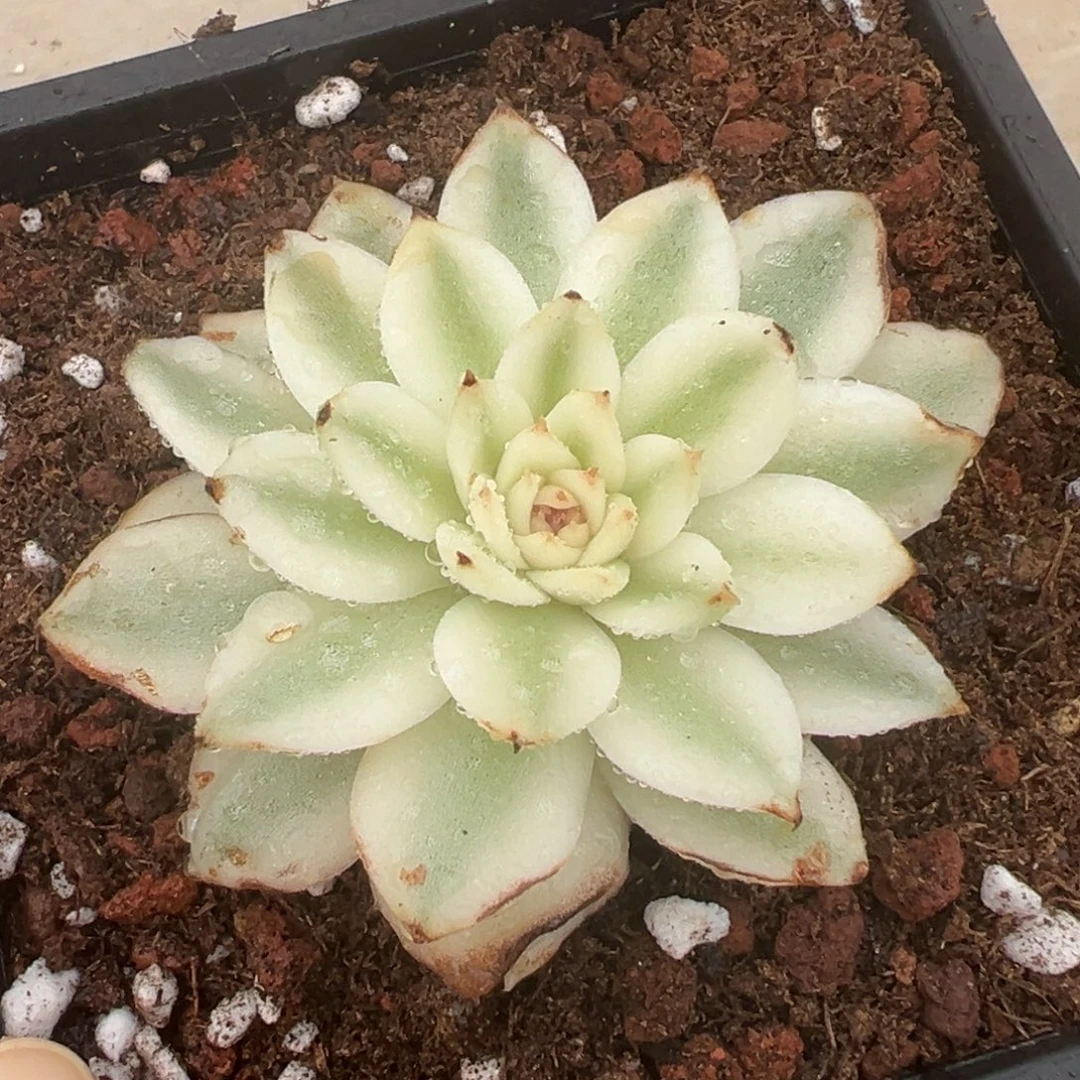 黑水晶锦，宽覆轮叶子有伤