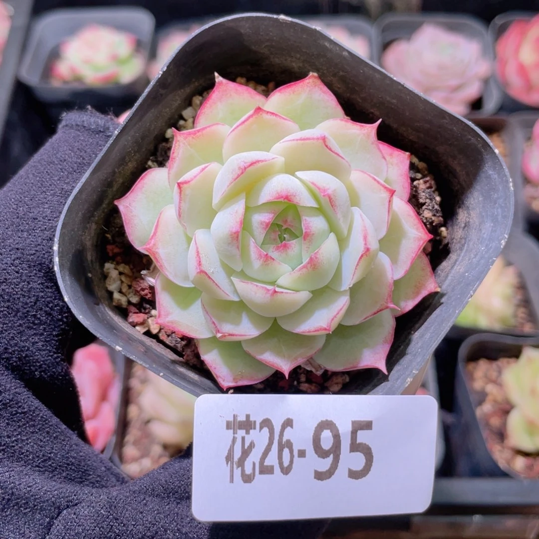 花利美26-95玫瑰仙子