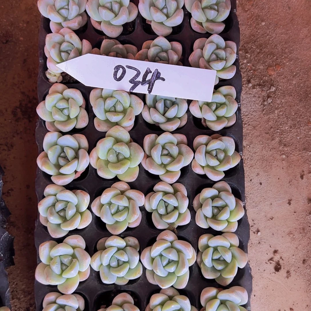 034！32颗全单头优选奶油冰玉！