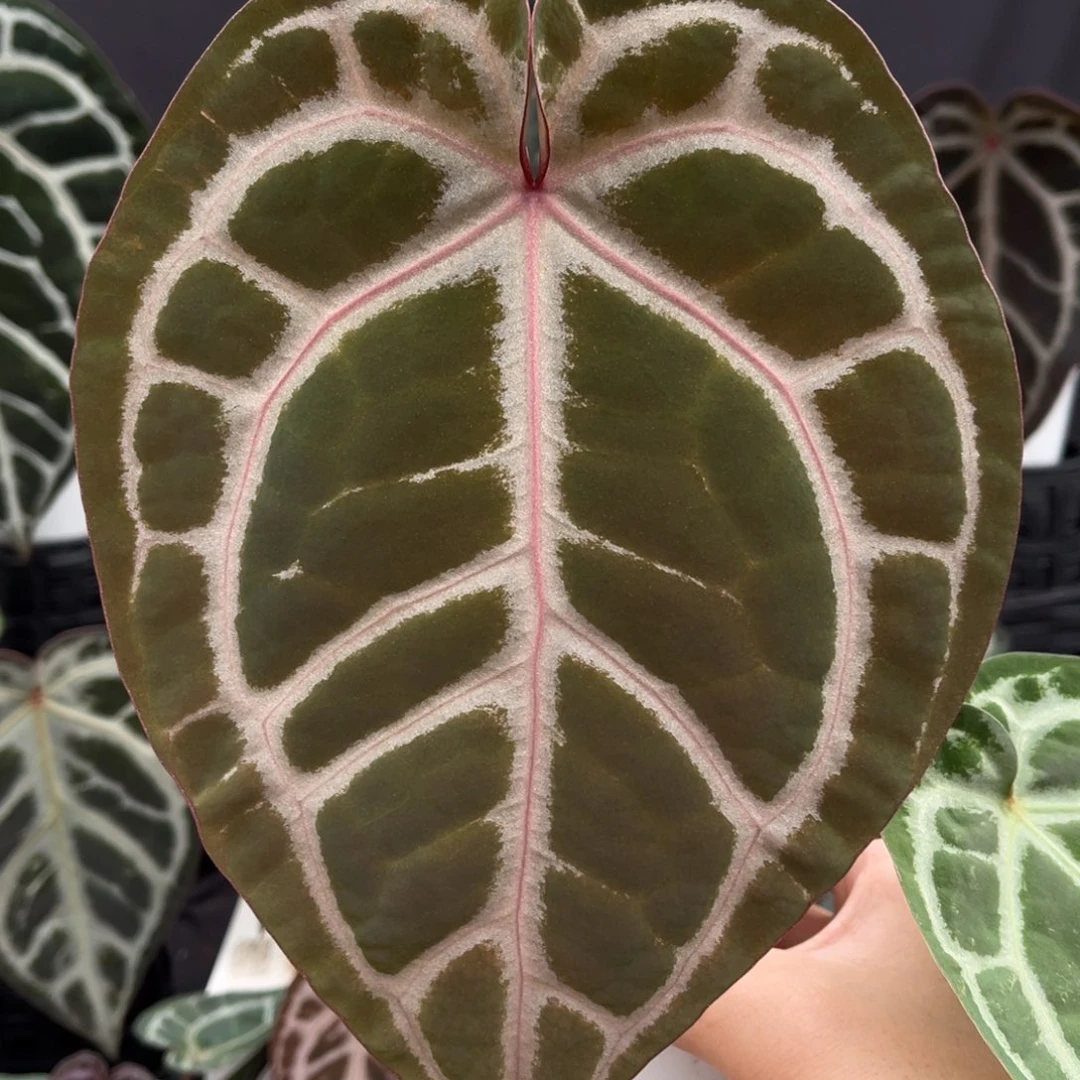 完全开放skg红杂红水晶