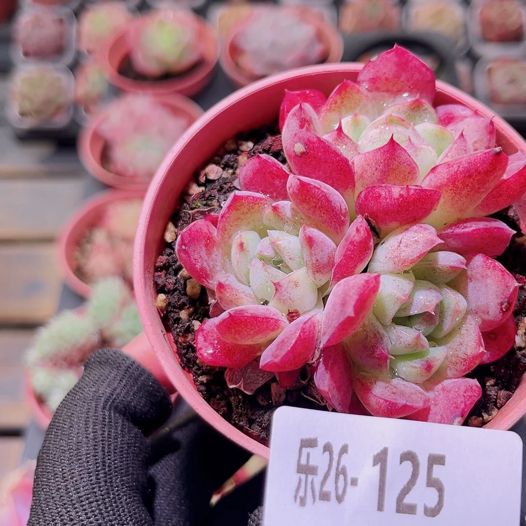 乐然26-125 彼岸花群