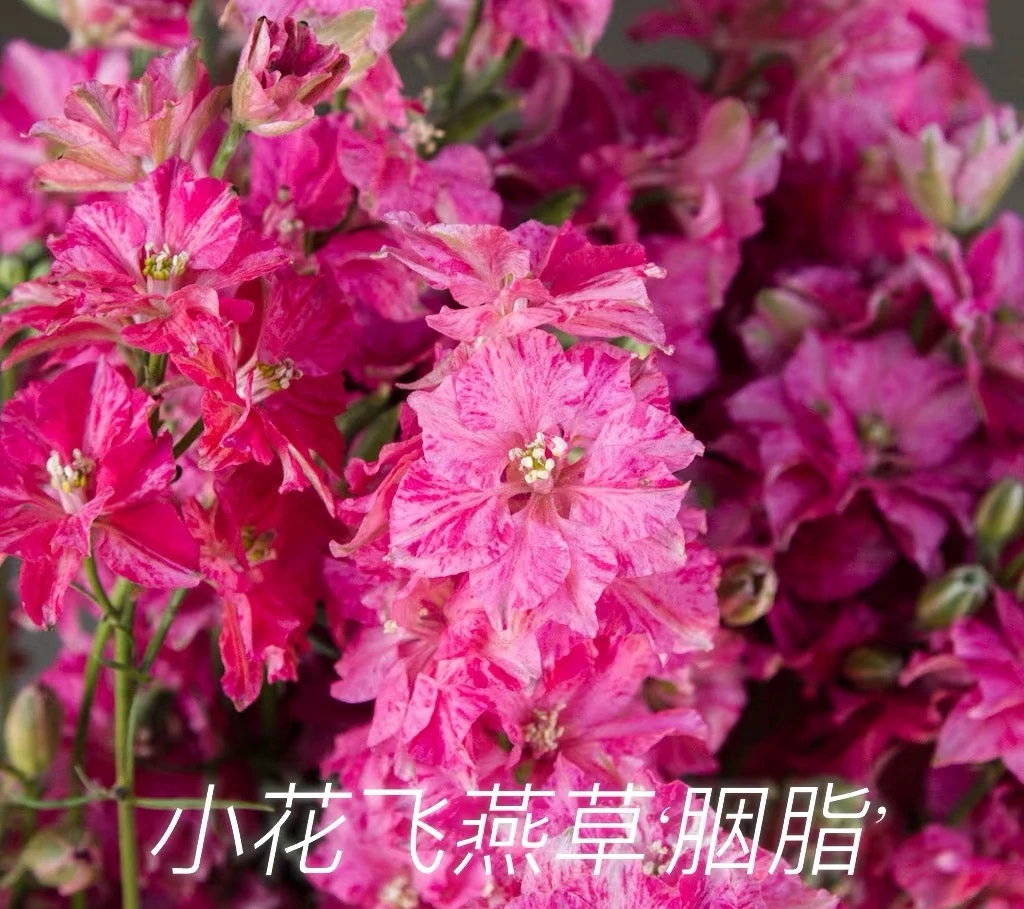 小花飞燕草胭脂耐热 多年生切花花园植物