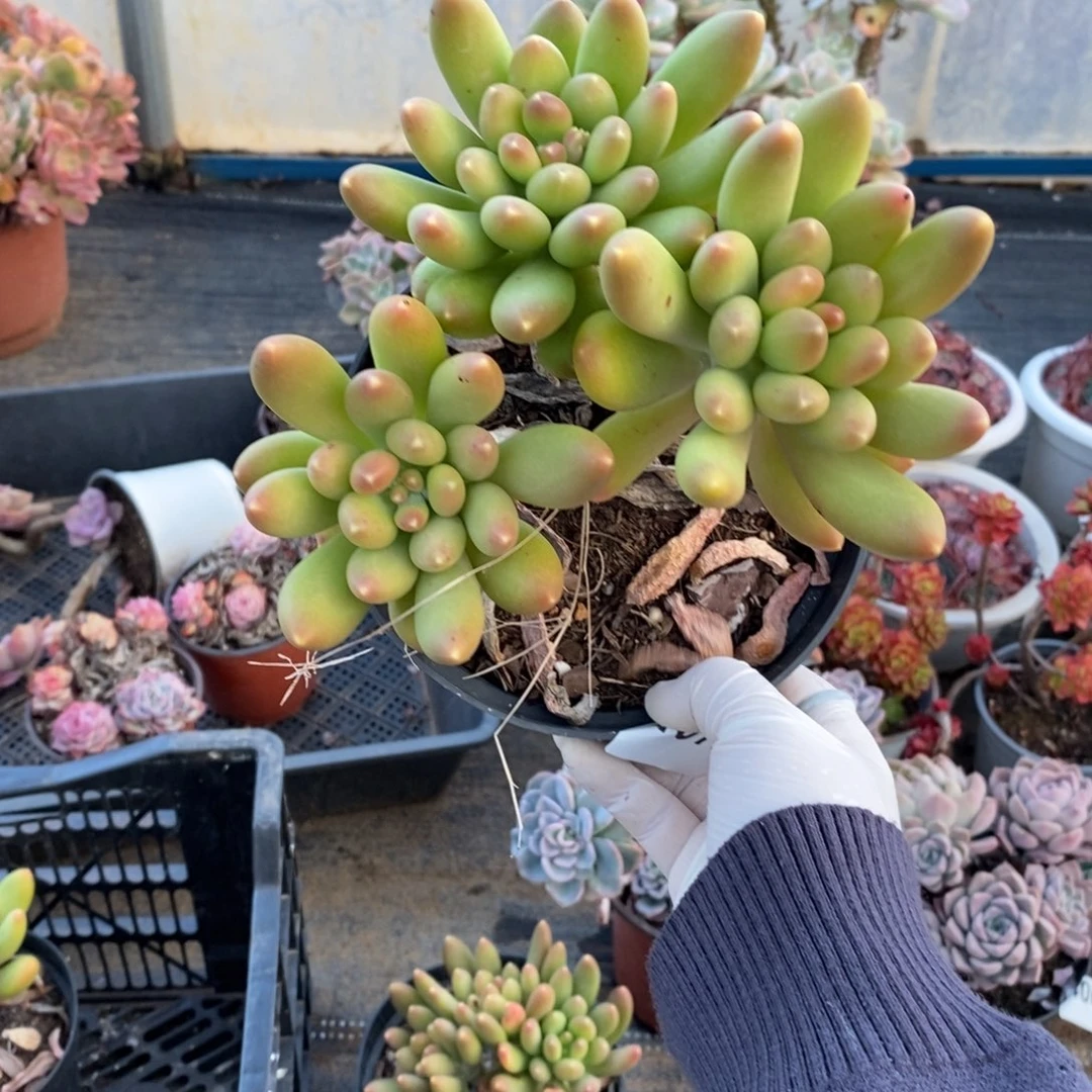 4072金蝉多头一物一拍