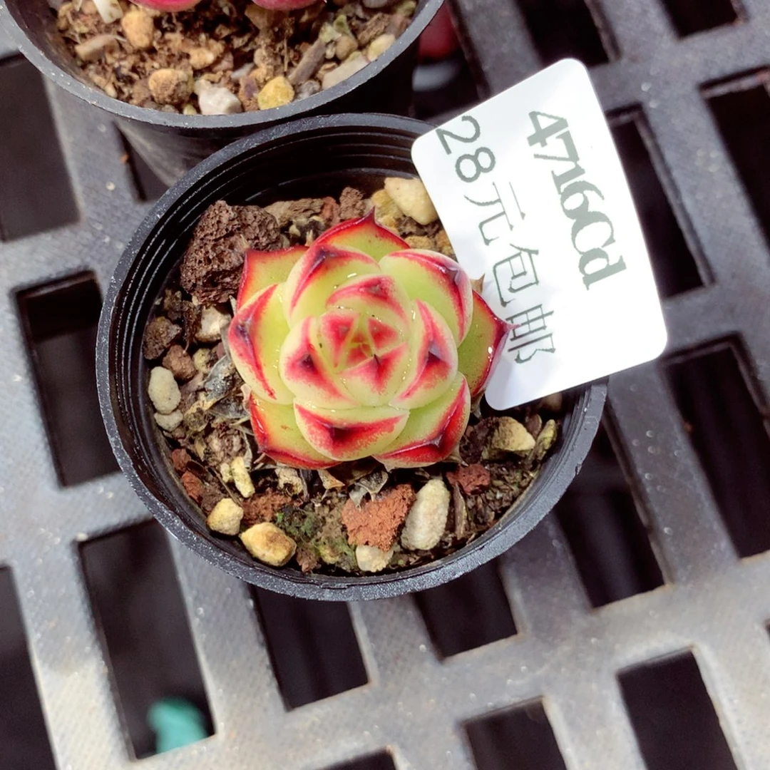 5厘米盆精控多肉4716