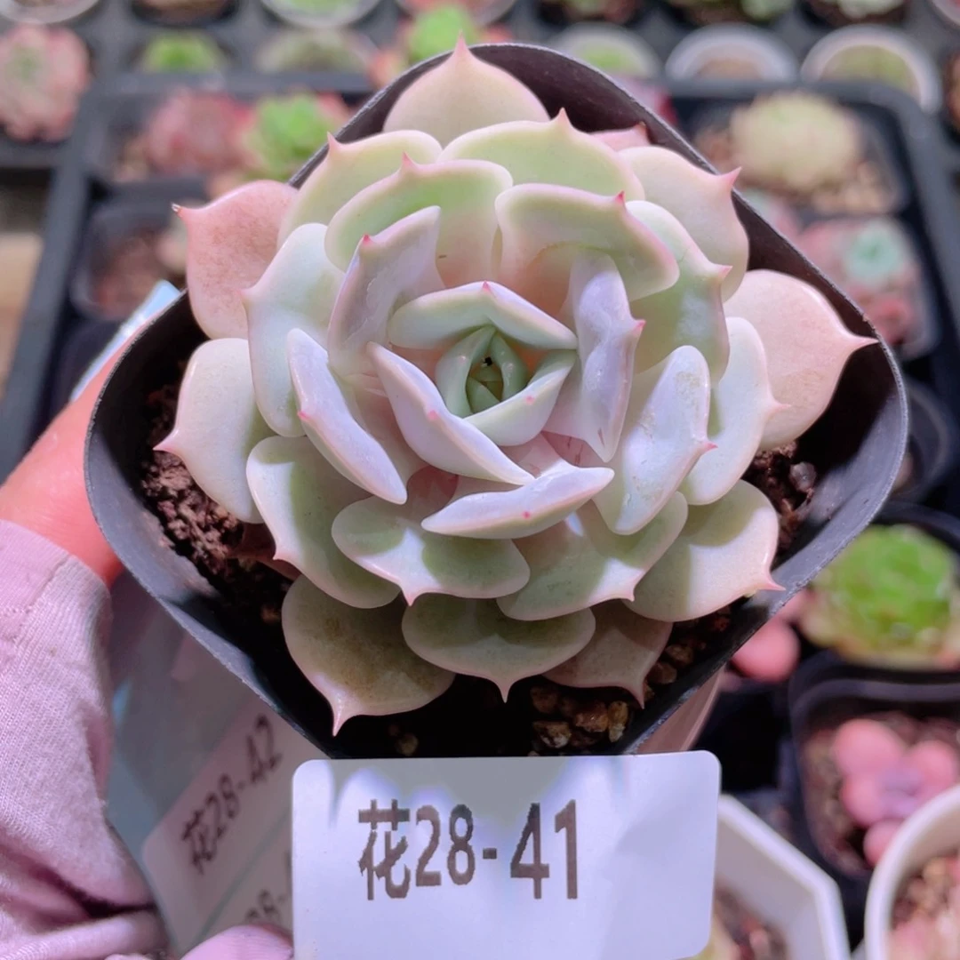 花利美28-41露娜莲