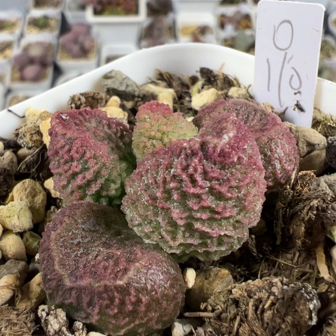 螺旋纹冰晶颗粒款实生新品