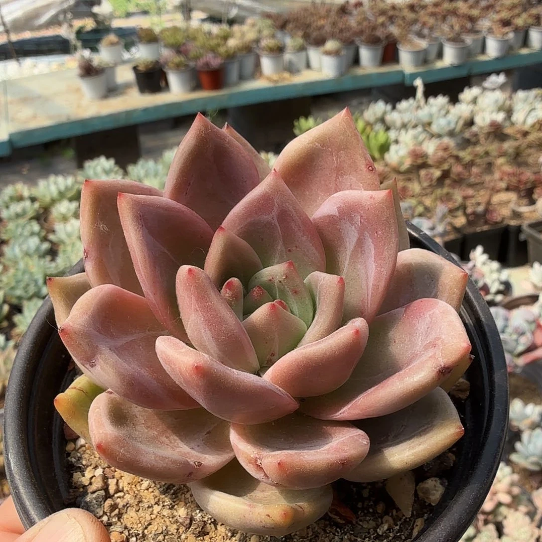 八公分酒红香槟满20包邮