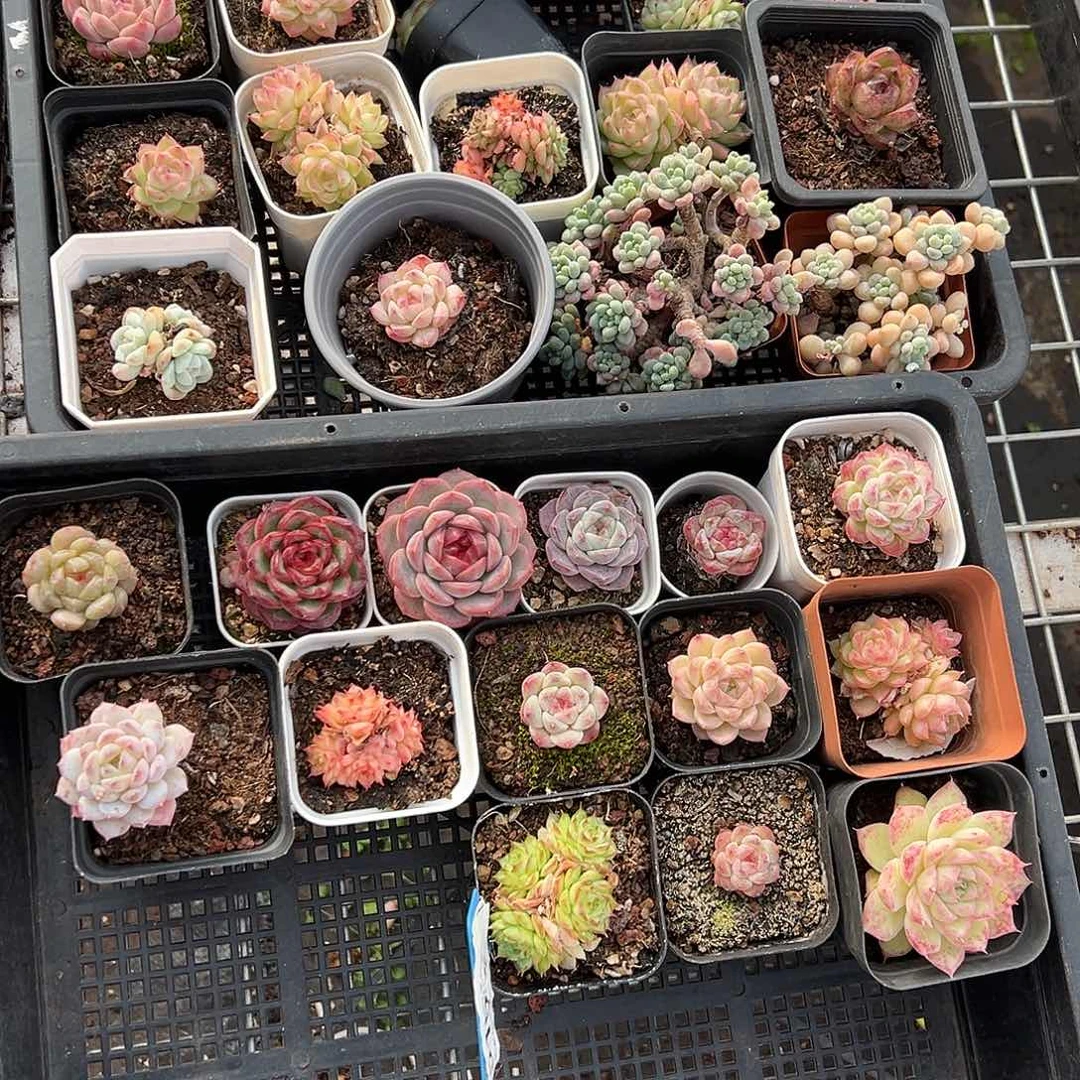 精品多肉十八包邮