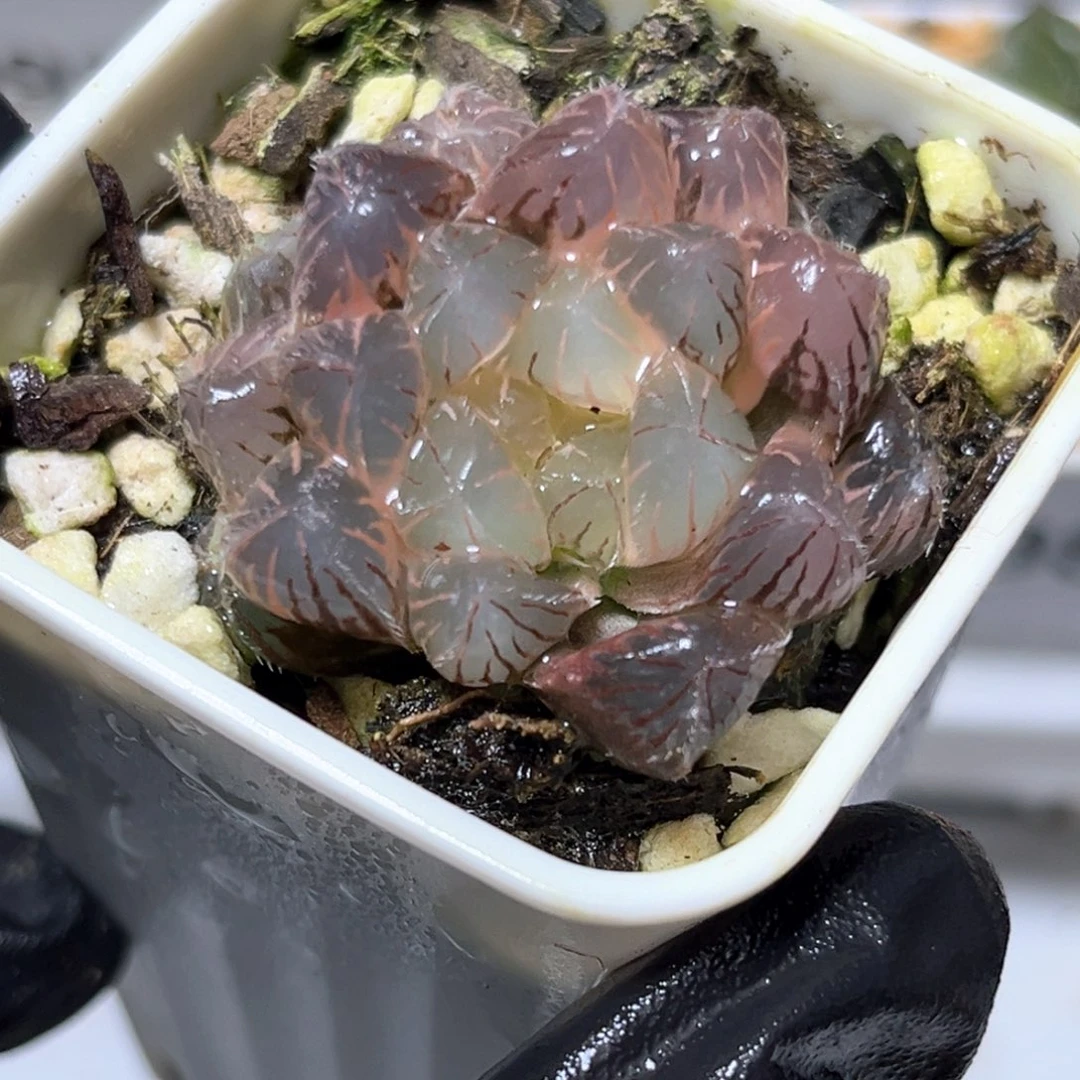 恭喜发财大吉大利0023