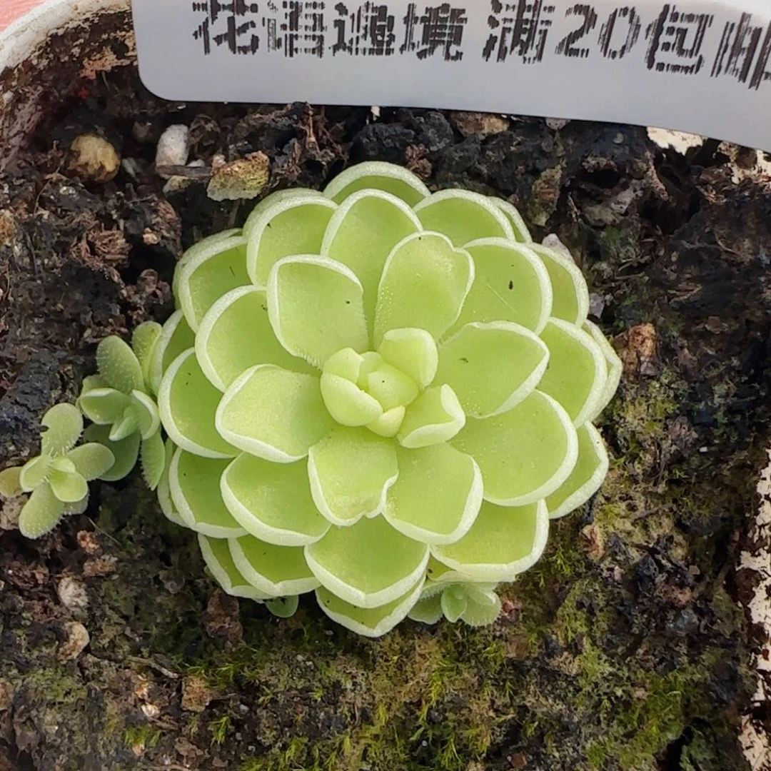 花语逸镜0804-59捕虫堇