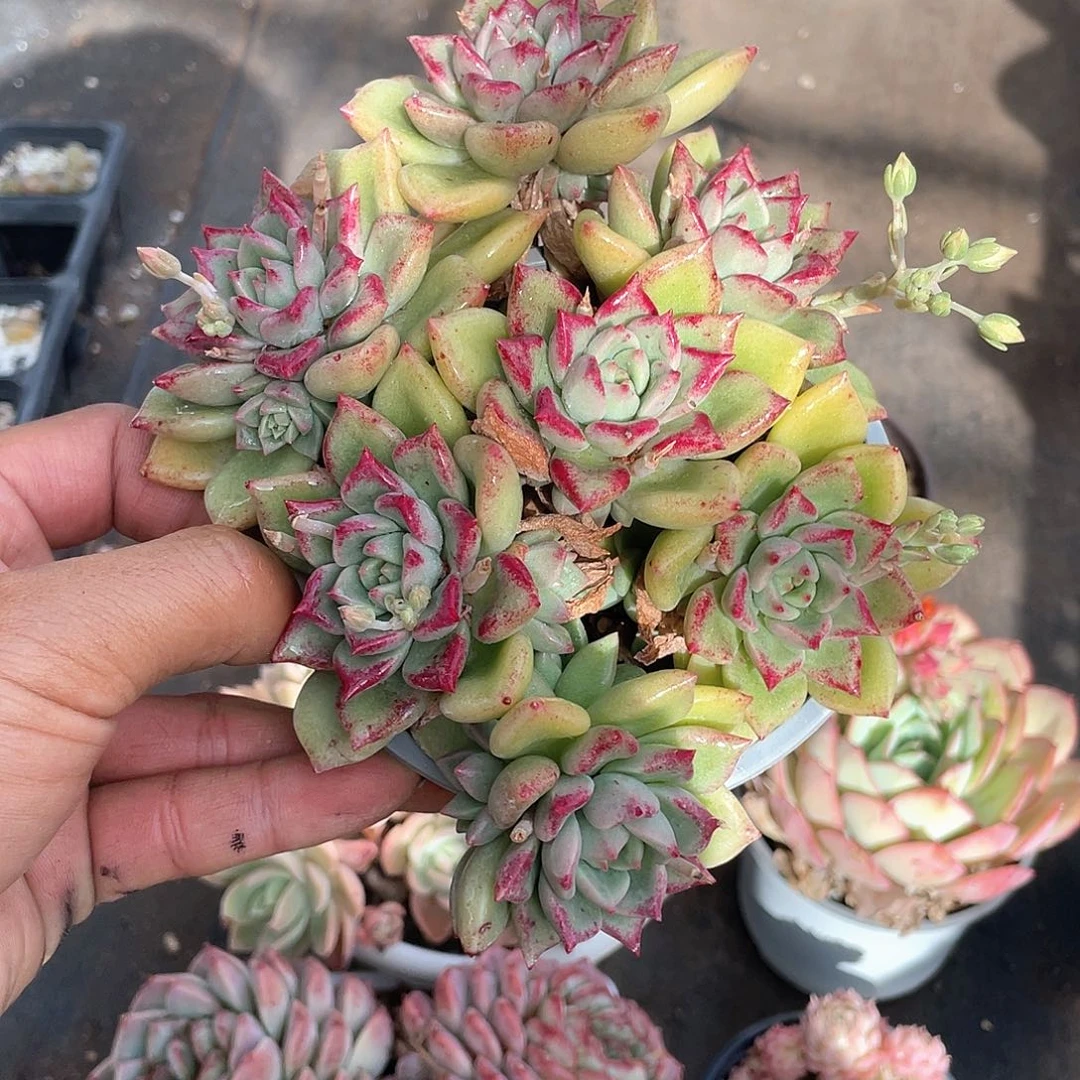 一***燚璀璨福利带盆发货