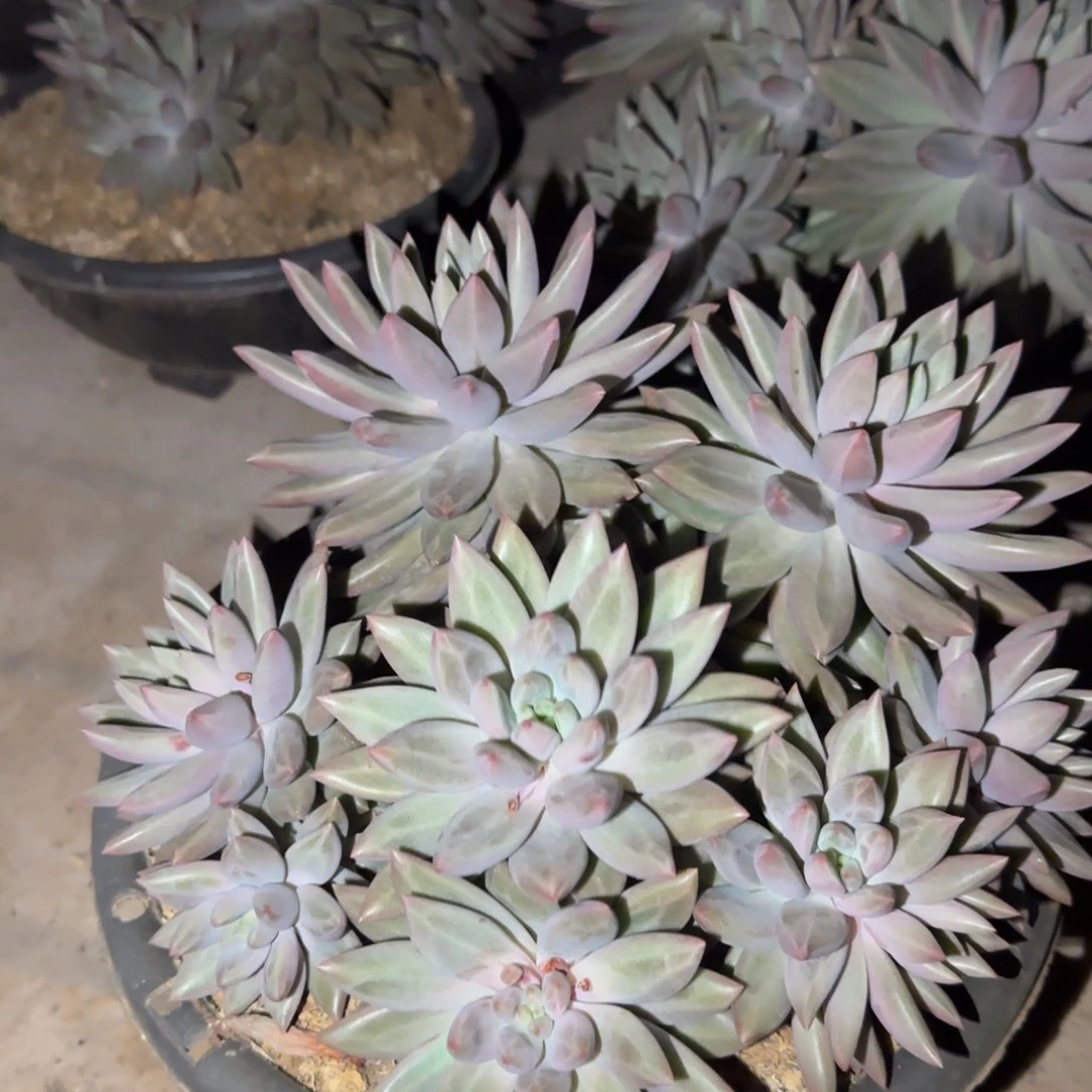 吾***风多肉植物多肉植物