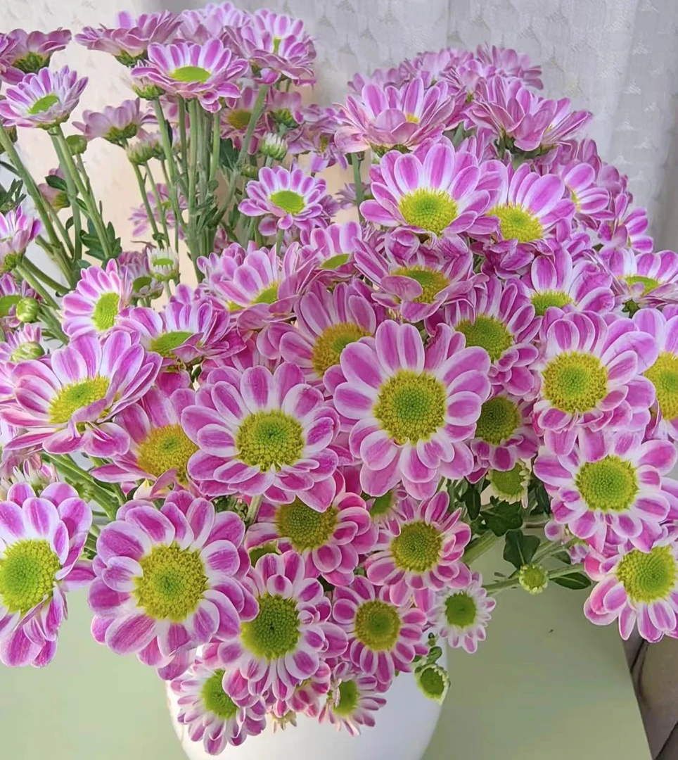 （鲁一尼）网红盆栽四季开花室内外带花带