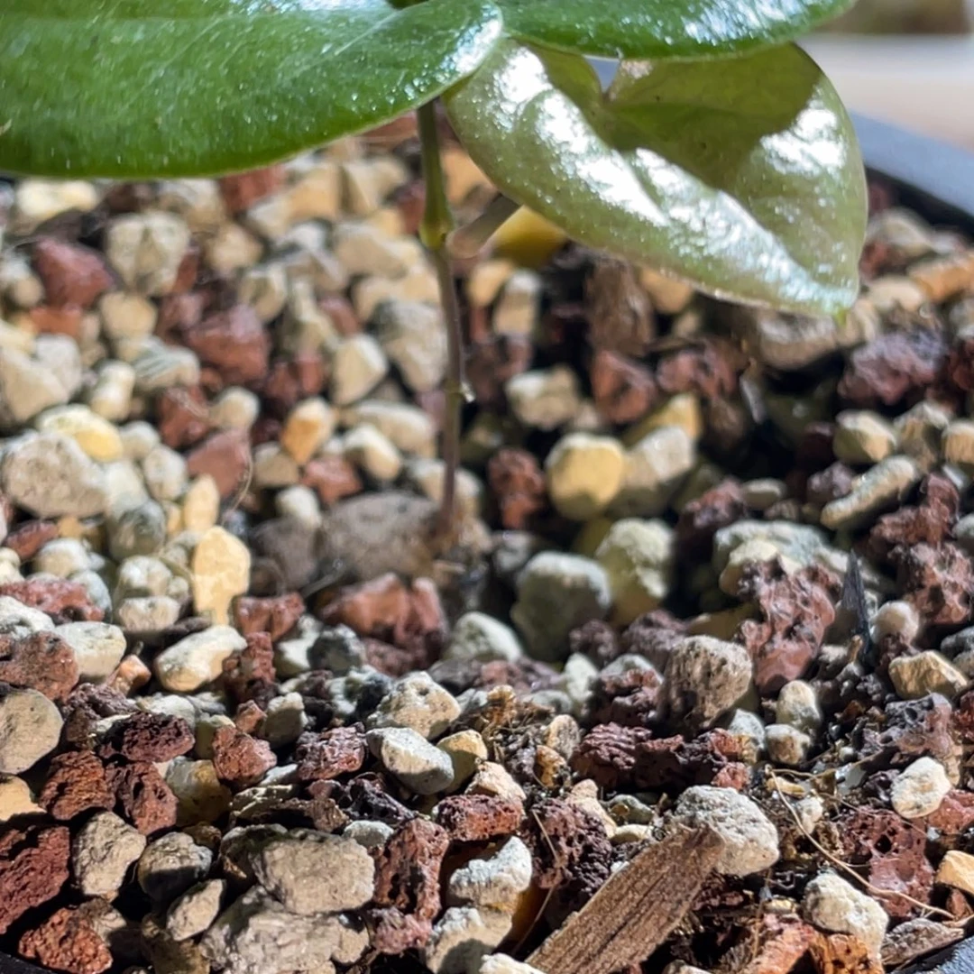 龟甲龙植物一物一拍