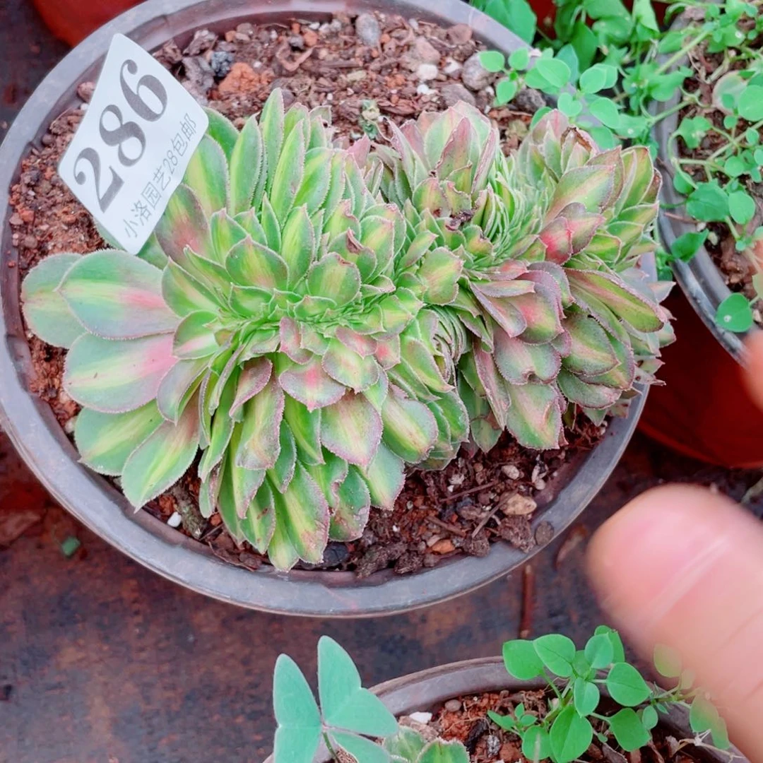 286号抹茶缀化多肉植物