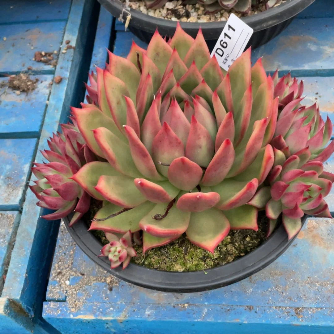 无花朵若如东云单拍D611