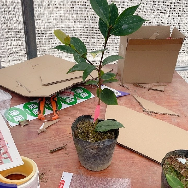 完全开放仙种五宝一物一拍