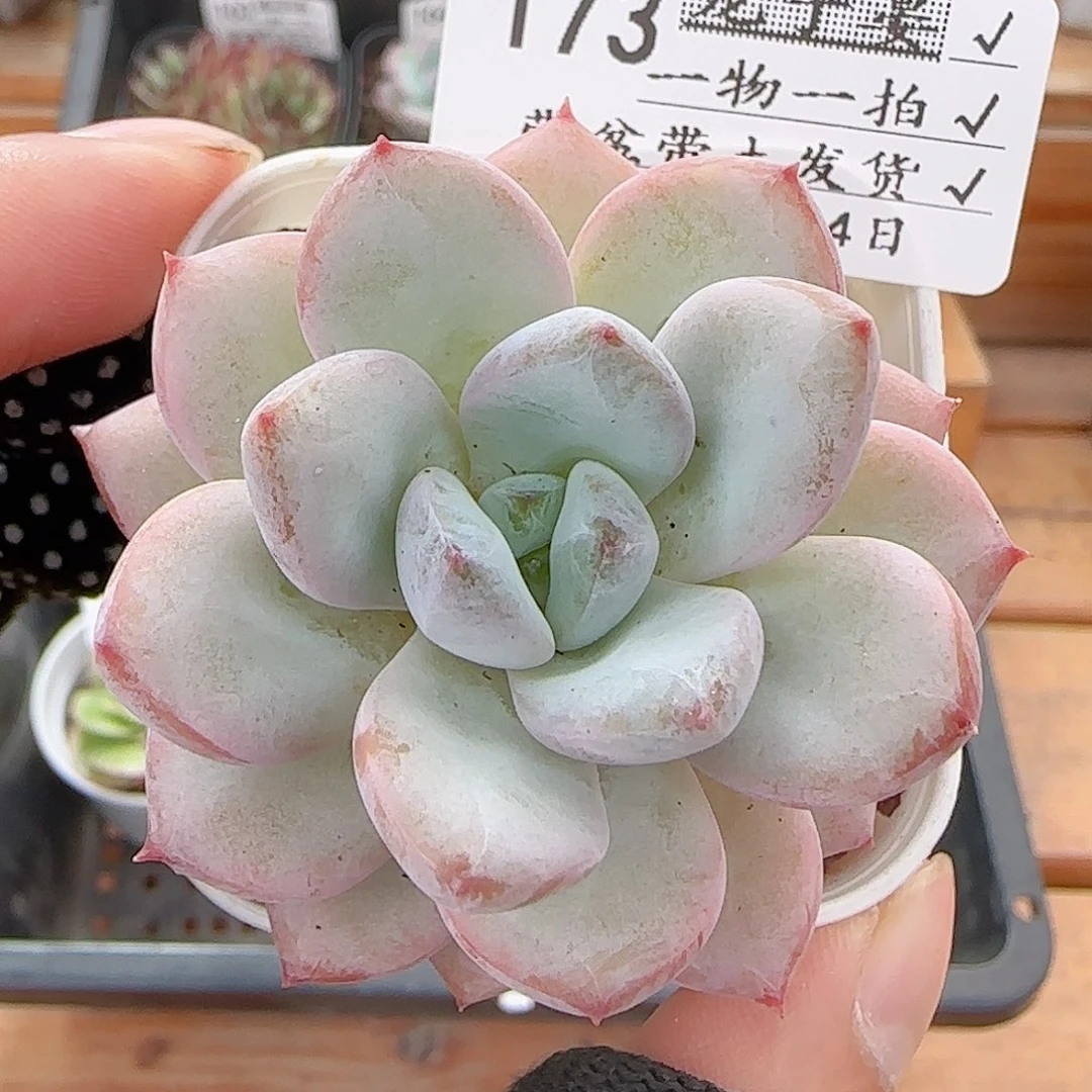 多肉0724-173星星雪