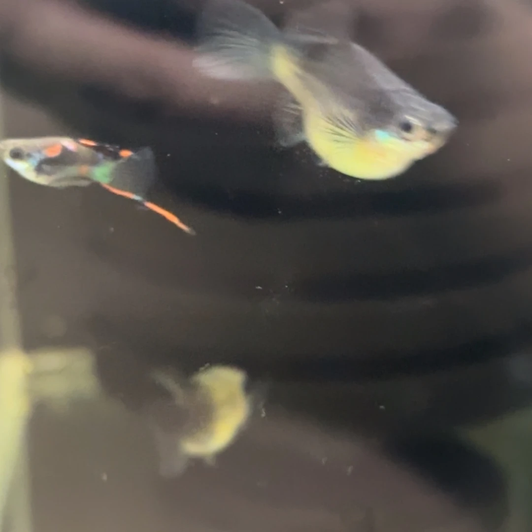 孔雀鱼粉猫球5对