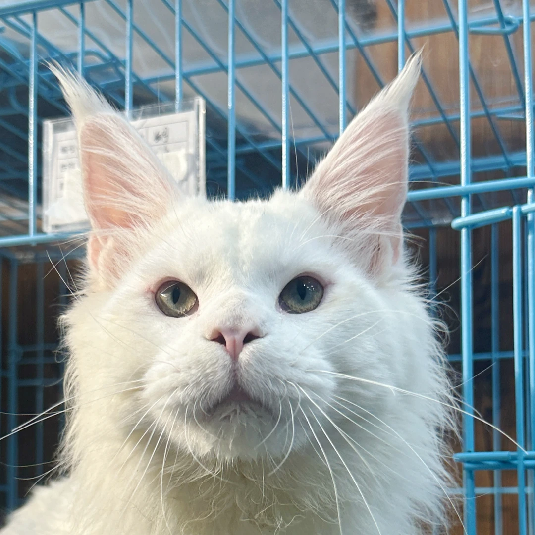 来了姊妹-纯白缅因猫-弟弟-34