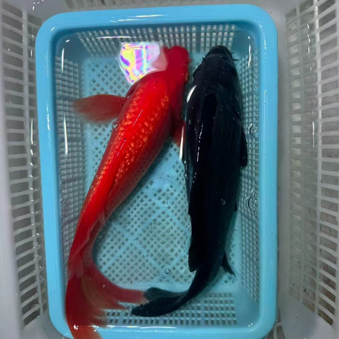 【两条装】15-20公分黑金火鲤冷水鱼锦鲤活体包邮