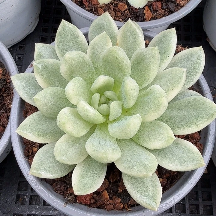 冰心公主锦一物一拍的