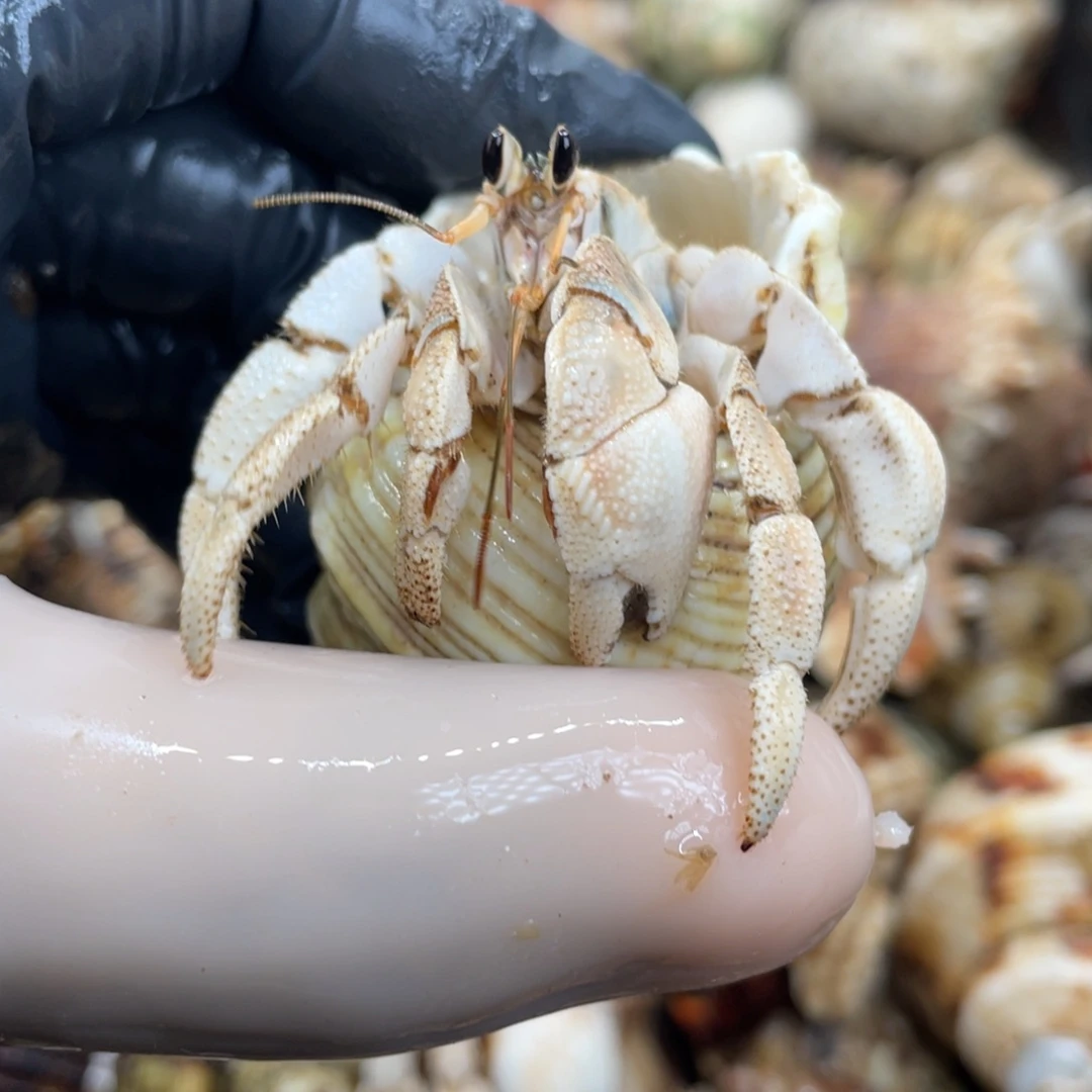 不退不换活体宠物5