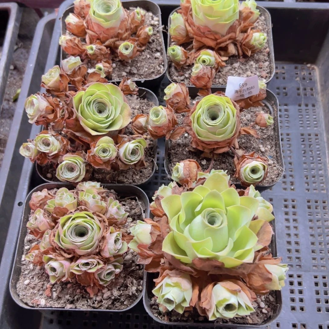 659 侧牙掉了不包损无售后