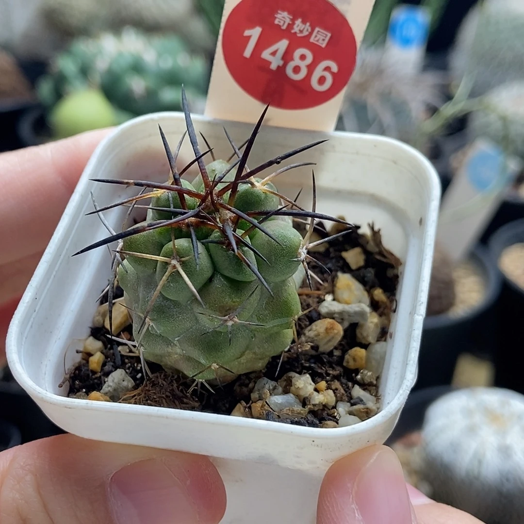 实生狂刺龙爪球2.7cm