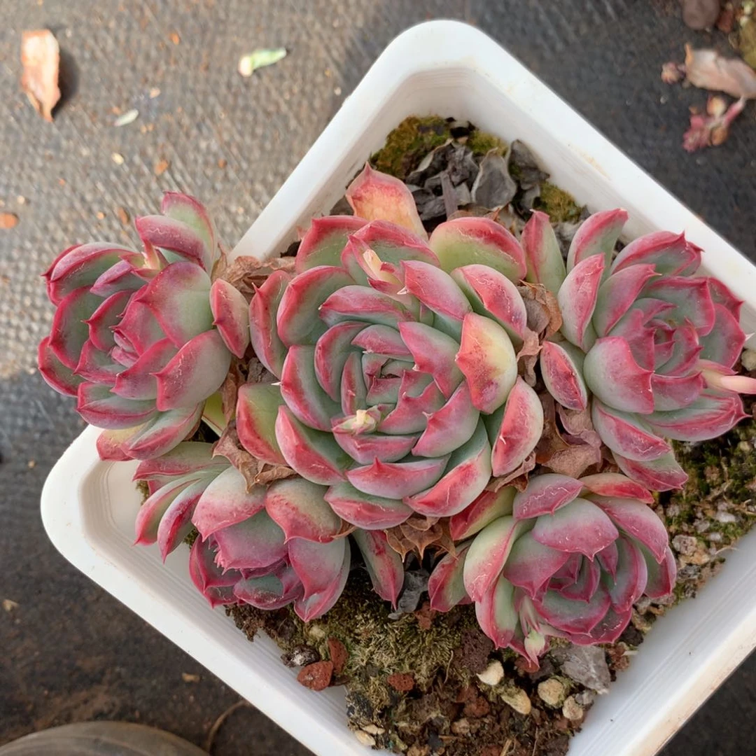 1831杂交多肉老桩