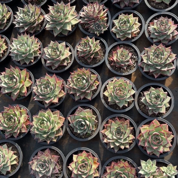 一组（4颗）精品乌木最后一小时