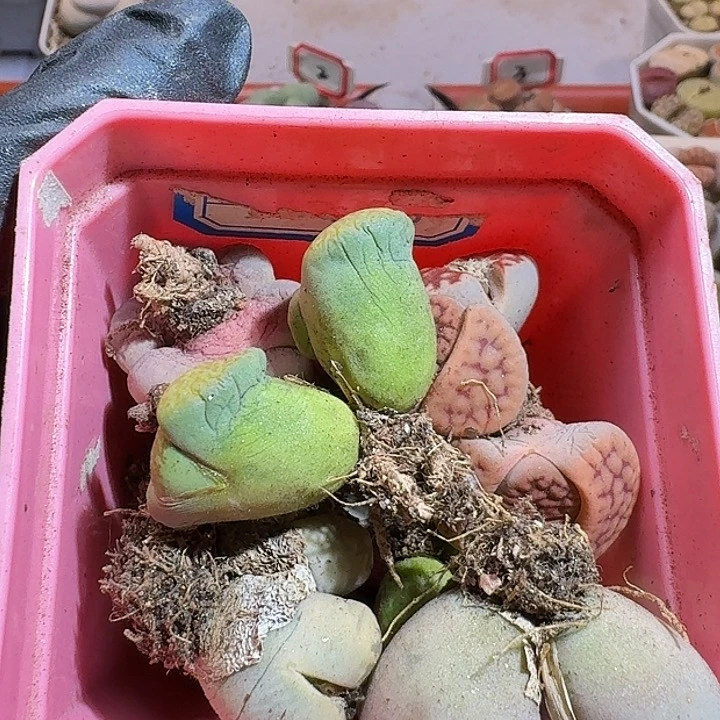 生石花111511111。  757