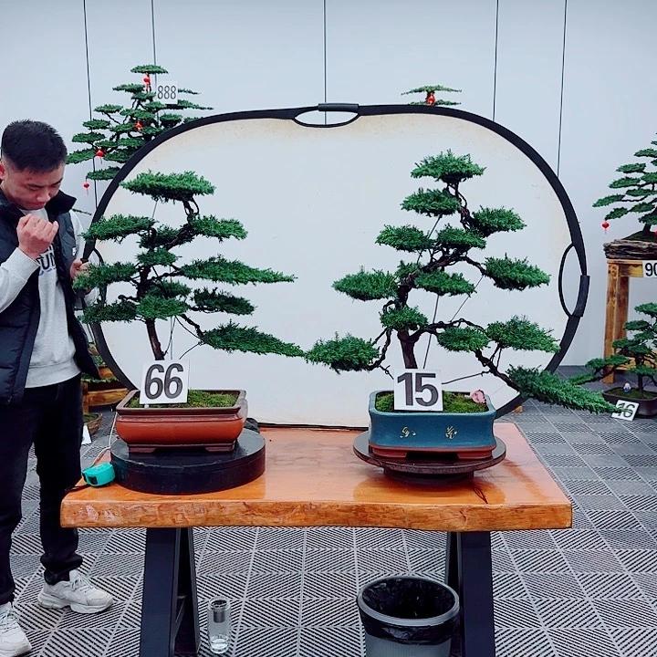 松树盆景一物一拍