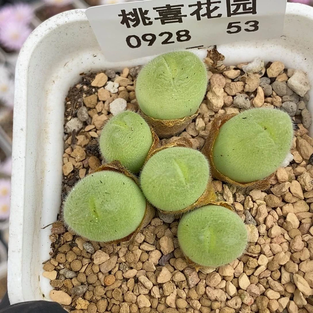 0928-53-毛翠滴。
