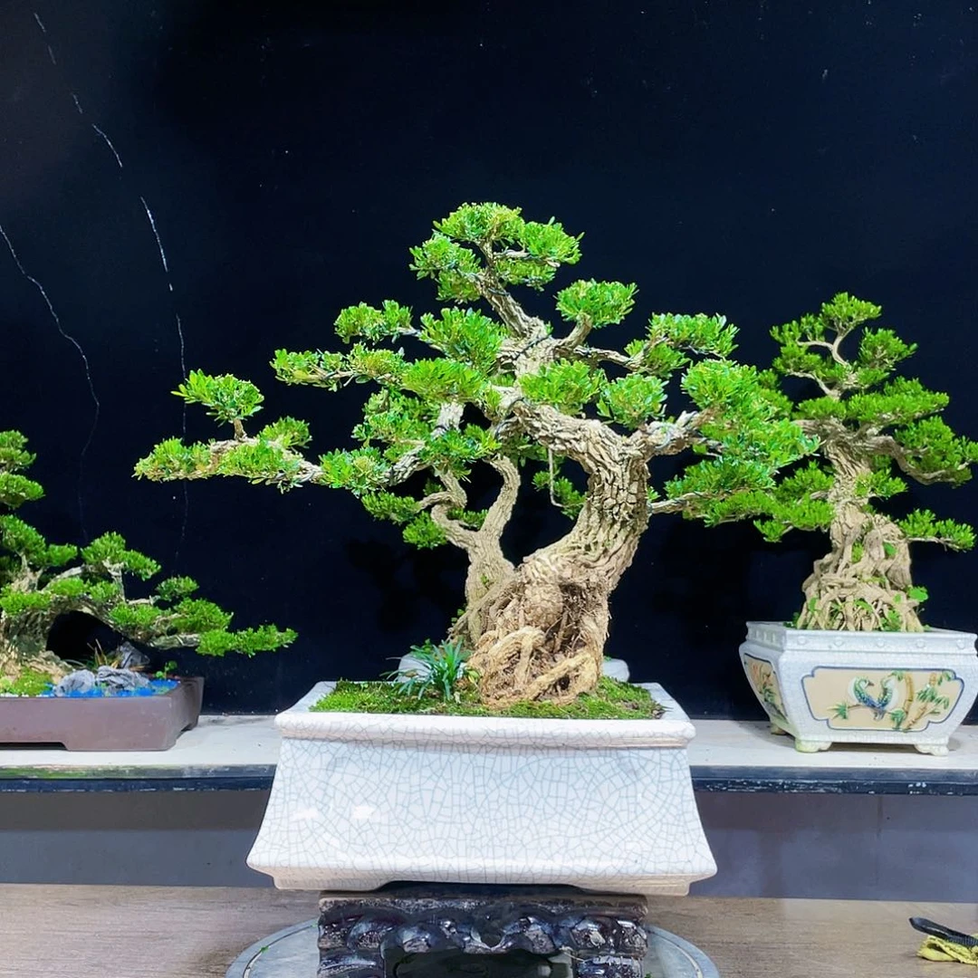 黄杨盆景四季常青