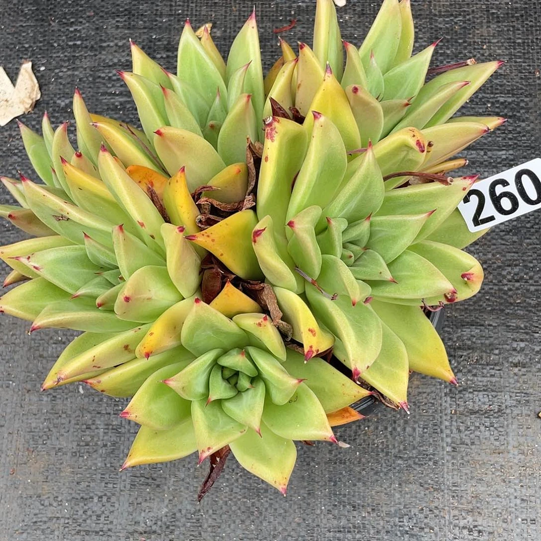 若如东云组拍260