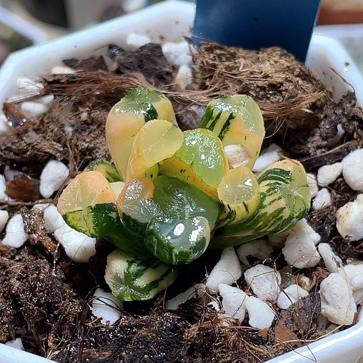 586白妙万象锦一物